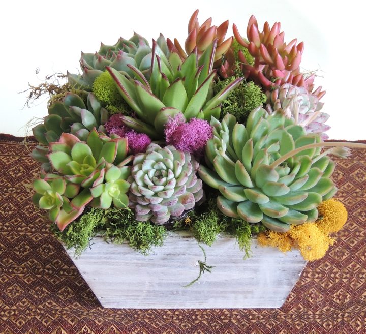succulent arrangement-vintage