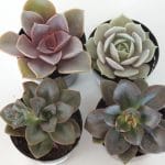 Succulent plants for wedding favors