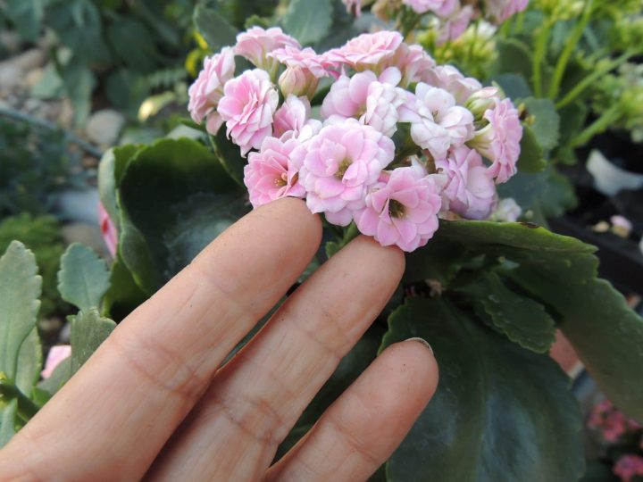 light pink calandiva blooms, bridesmaid bouquet designed with succulents