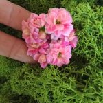 bridesmaid bouquet designed with succulents