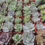 succulents for boutonnieres in 2-inch pots.