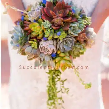 Succulent Bouquet- Cascading Bouquet -Hillary