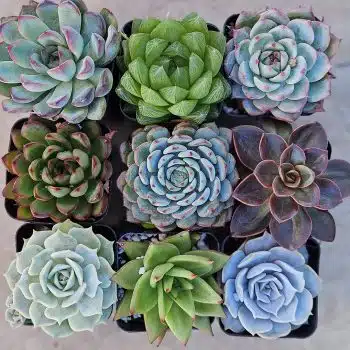 Succulent Plant Assortment 24