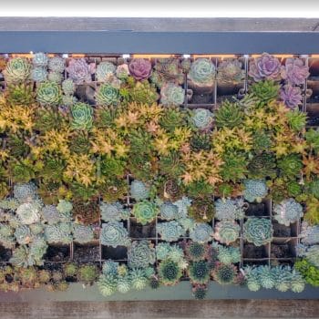 Succulent wall replanting