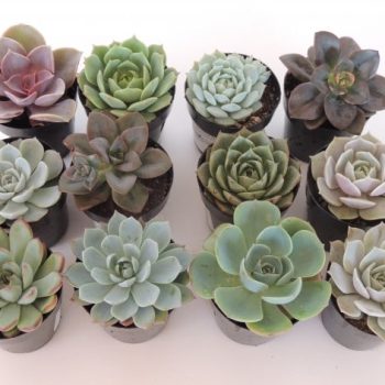 Succulent Plant Assortment -Punty