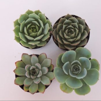 Variety of Succulents