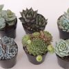 succulent plant assortment