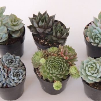 Succulent Plant Assortment 24