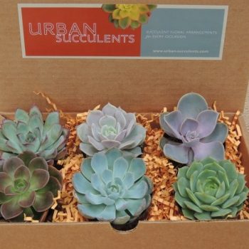 Set of 4 Succulent Gift Boxes (Azuree)