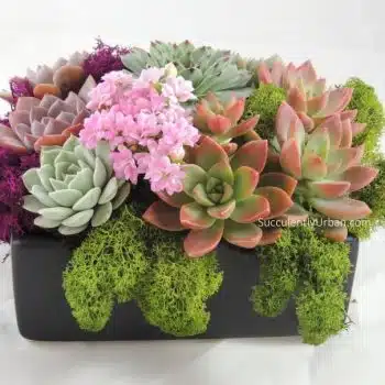 Living Succulent Arrangement in Ceramic Container -White Moss