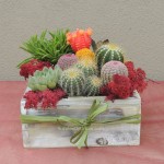 Cactus arrangement. Succulent gift.