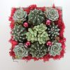 Cactus and echeveria arrangement- Christmas gift.