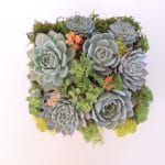 succulent arrangement