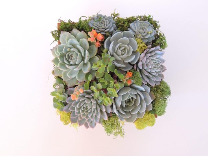 succulent arrangement