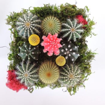 Cactus Arrangement with Crespedias