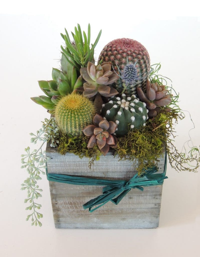 Cacti Arrangement with Succulents in a 5" x 5" wood box Urban Succulents