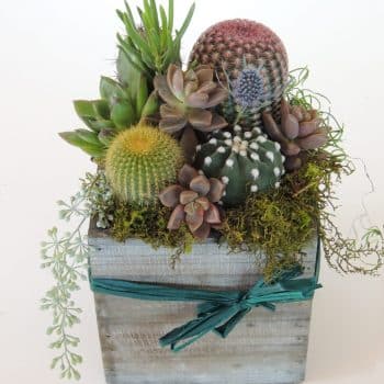 Cacti Arrangement in 5" x 5" wood box