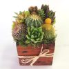 Cactus arrangement in 5x5 wood box