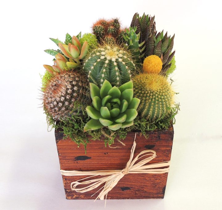 Cactus arrangement in 5x5 wood box