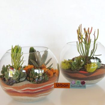 Succulent Terrarium