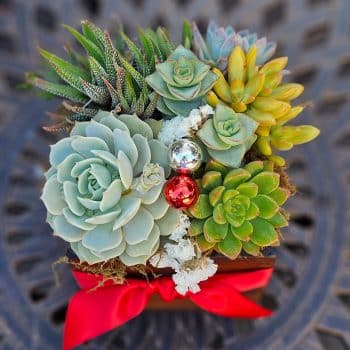 Succulent Arrangements- 5" x 5" Wood Container