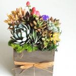 Succulent arrangement