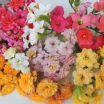 kalonche calandivas and kalonchoe blosfeliana in a array of colors.