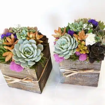 Set of 2 Christmas Succulent Arrangements