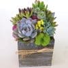 succulent-arrangement-5x5