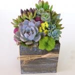 succulent-arrangement-5x5
