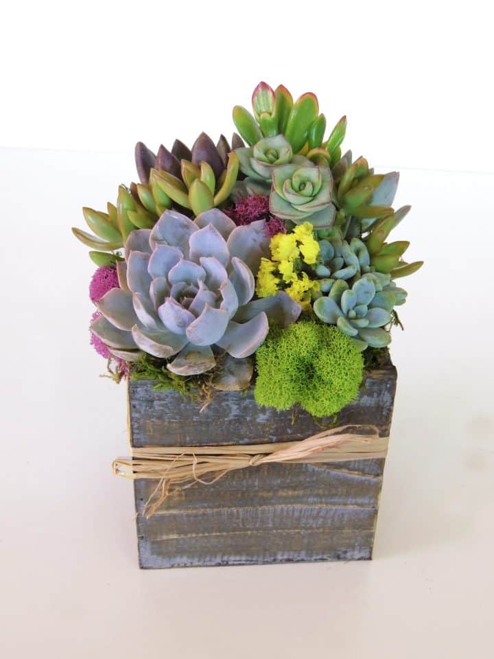 succulent-arrangement-5x5