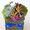 Succulent Arrangement with blue ribbon