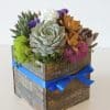 Succulent Arrangement with blue ribbon