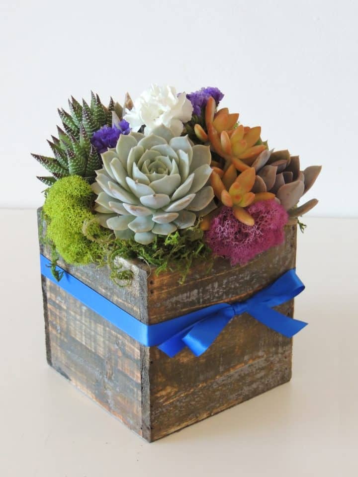 Succulent Arrangement with blue ribbon