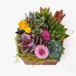 Succulent Arrangement in 5x5 wood box