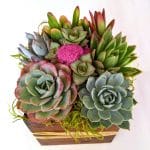 succulent-arrangement-