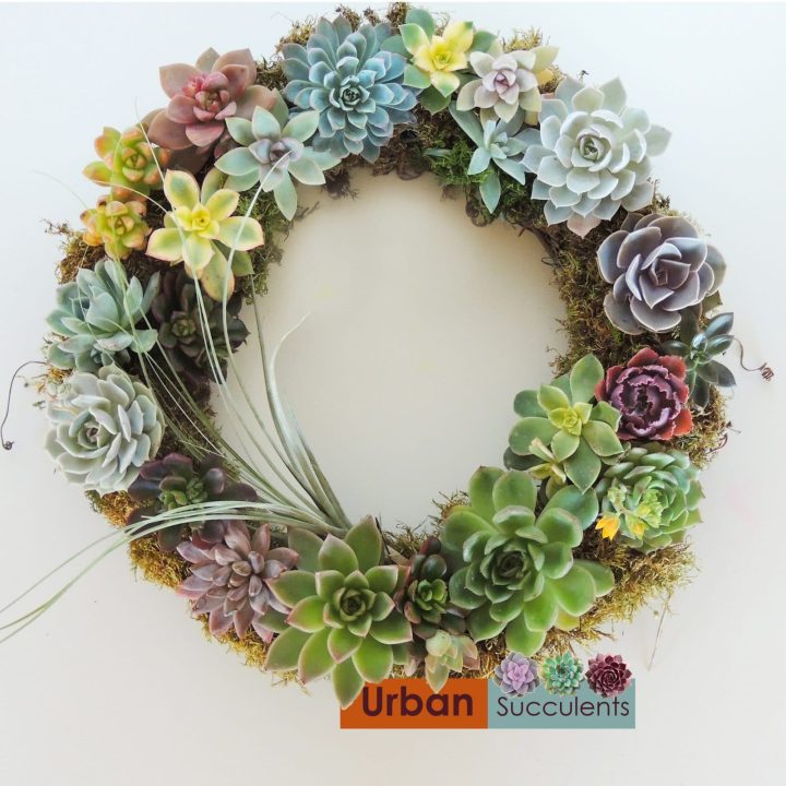 Succulent wreath. Green Gift.