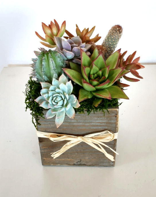 echeveria and cacti