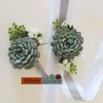 Succulent Boutonniere and Corsage set