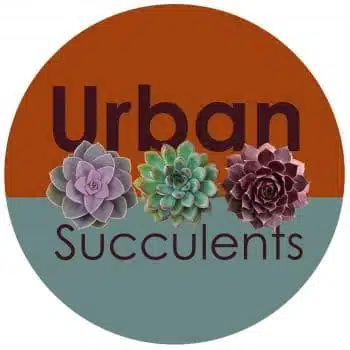 Urban Succulents