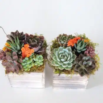 Set of 2 Wood Box Succulent Arrangements