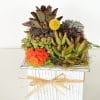 White wash wood box Succulent arrangement Sophia