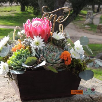 Succulent/Protea Arrangement (San Diego Only)