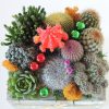 Cactus arrangement. Succulent gift.