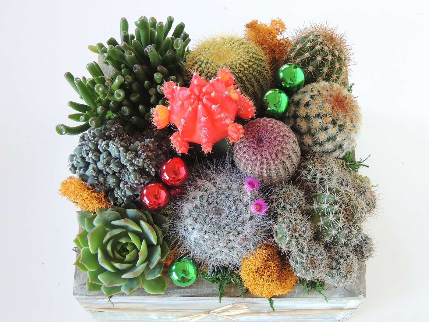 Live Cactus Arrangement in Wooden Container