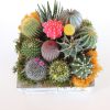 Cactus arrangement, green gift.