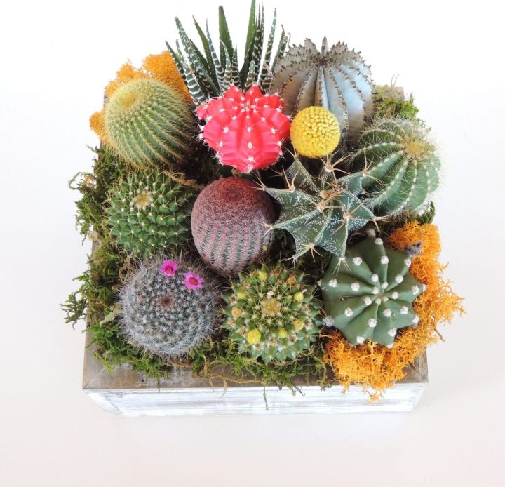 Cactus arrangement, green gift.