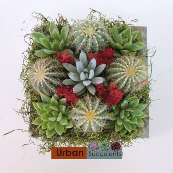 Cactus and Echeverias Arrangement