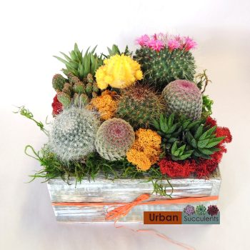 Wood box cacti arrangement delivery to L.A.