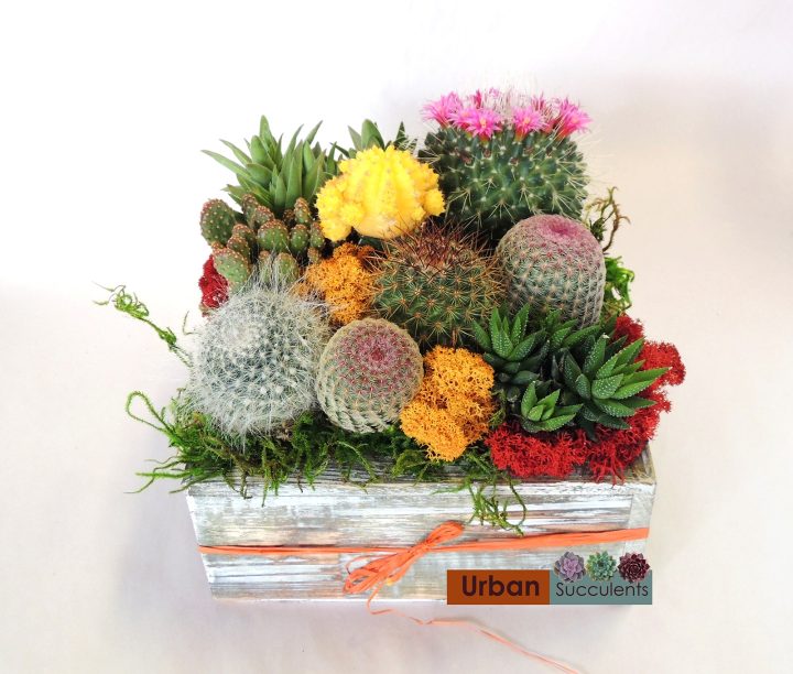cacti arrangement